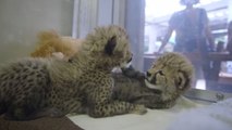 Ces bébés guépards sont adorables. Deux boules de poils et de tendresse !