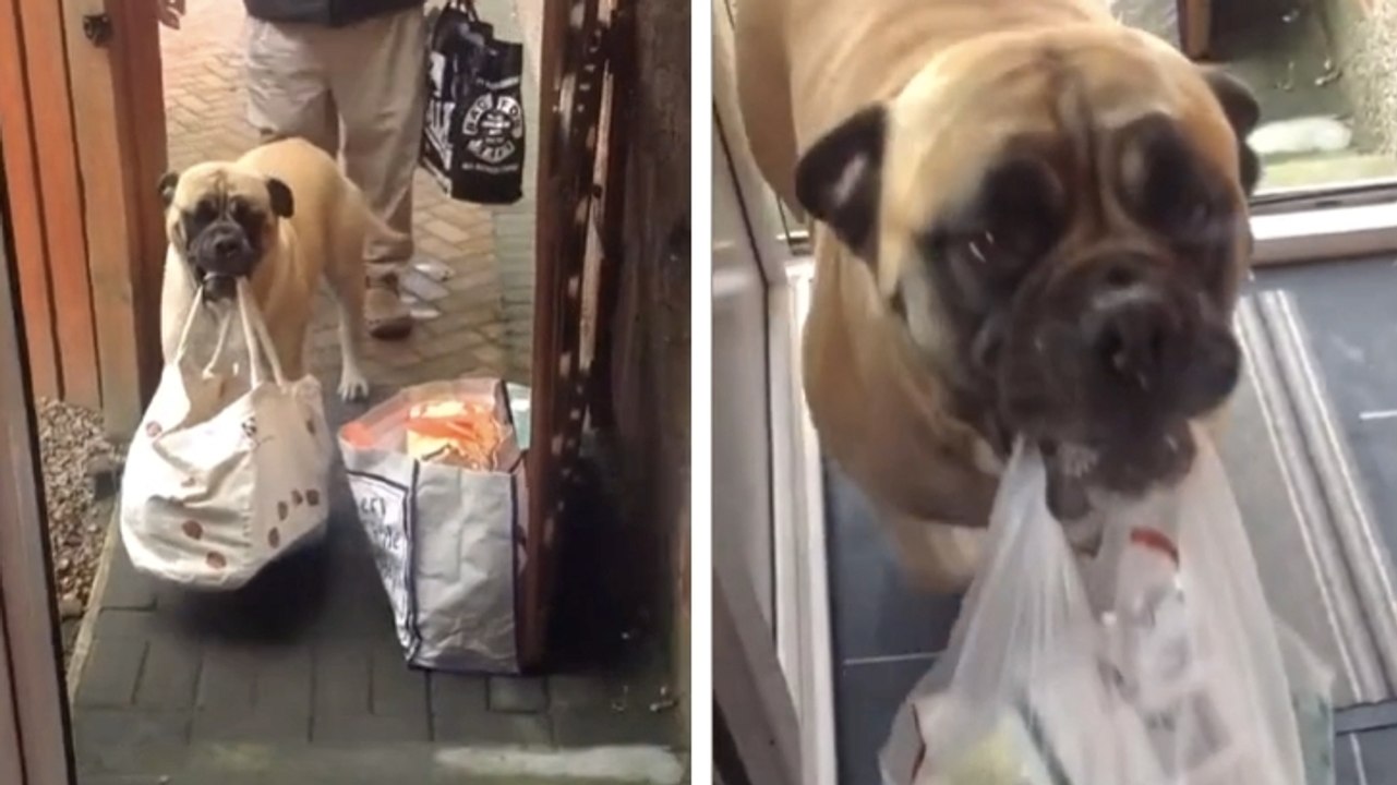 Cette chienne est la mieux élevée au monde. Elle aide ses maîtres à porter les sacs de courses