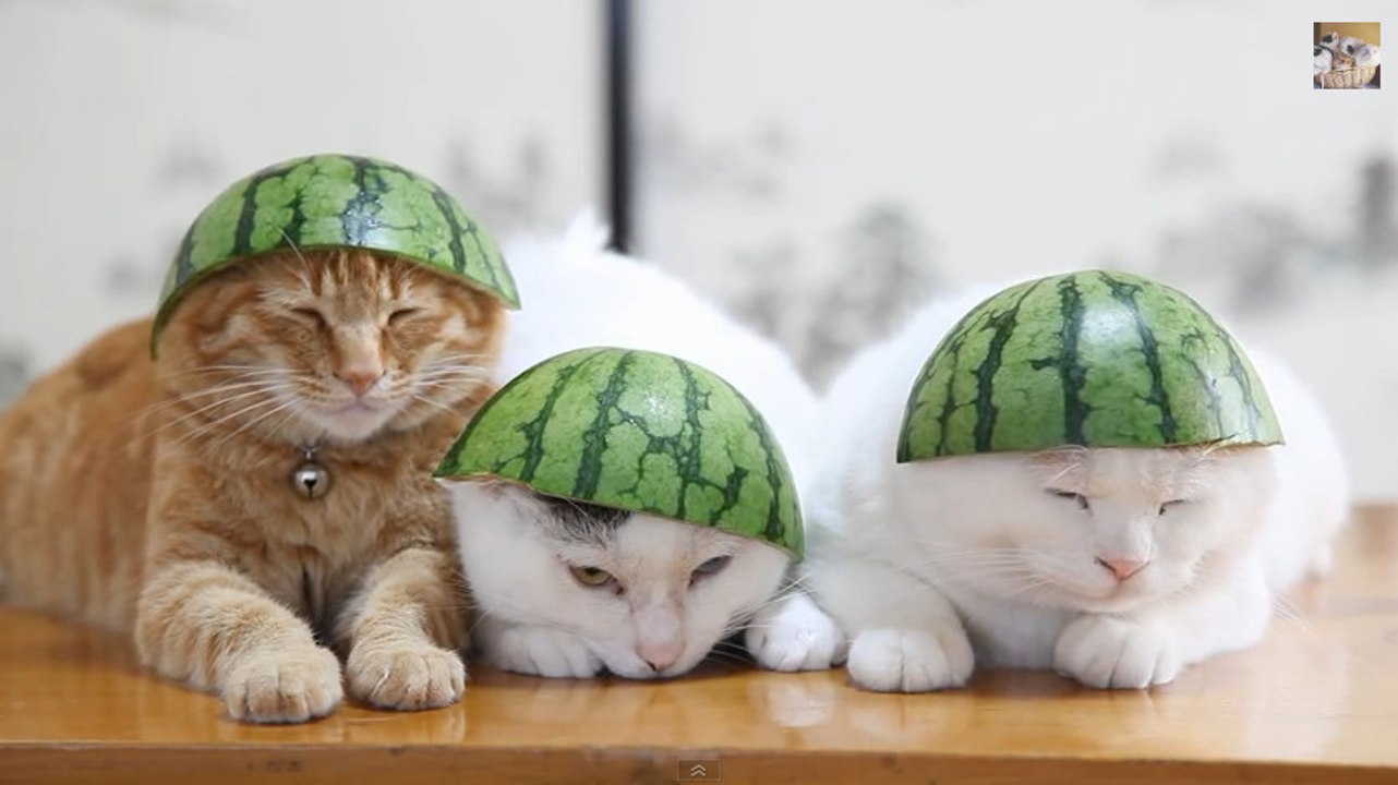 Ces chats ont de drôles de chapeaux... Vous ne...