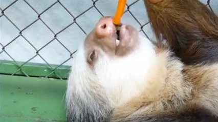 Ce paresseux est l'animal le plus feignant du monde. La preuve en images