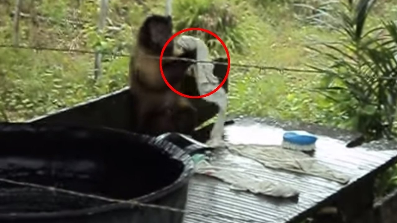 Ce singe fait la lessive comme un humain. Des images étonnantes !