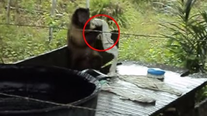 Ce singe fait la lessive comme un humain. Des images étonnantes !