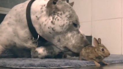 Ce pitbull vient de rencontrer le nouveau membre de la famille. Il lui a réservé un accueil des plus chaleureux