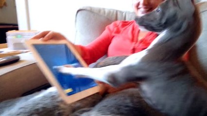 Ce chien adore jouer aux jeux vidéo. Et c'est même un as dans ce domaine !