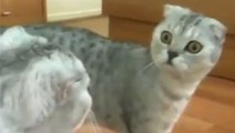 Ce chat a une réaction hilarante lorsqu'il se voit dans un miroir. Découvrez laquelle !