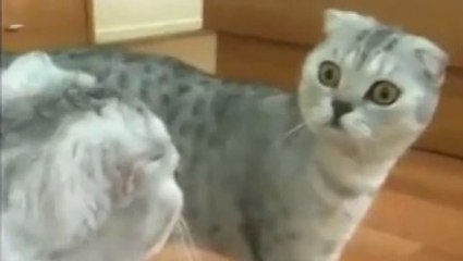 Ce chat a une réaction hilarante lorsqu'il se voit dans un miroir. Découvrez laquelle !