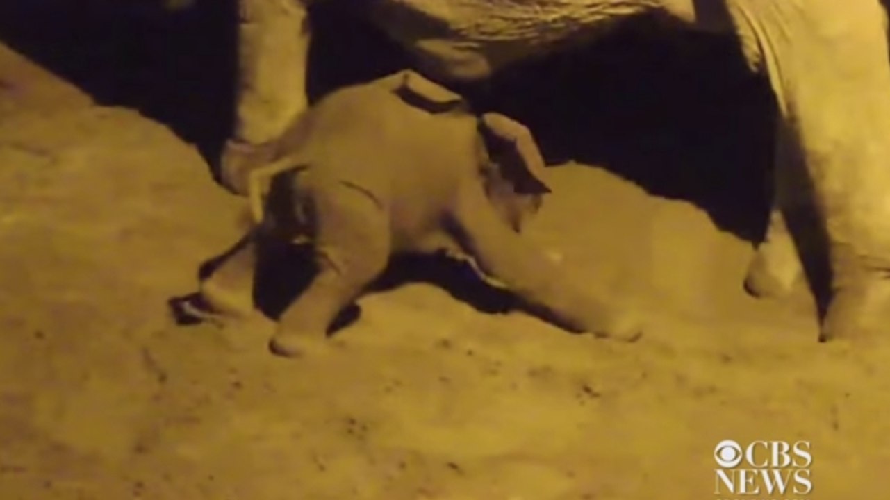 Ce bébé éléphant effectue ses premiers pas sous le regard bienveillant de sa maman. Une scène rare et émouvante