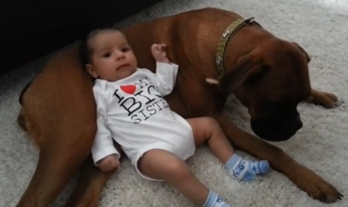 Ce bébé utilise son chien boxer en guise d'oreiller. Un moment adorable !
