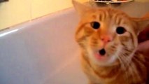 Ce chat n'a aucune envie d'aller prendre un bain. Et il est catégorique !