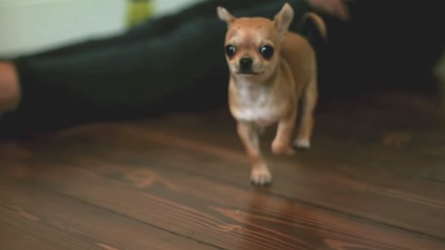 Ce petit chihuahua adore éclater des bulles de savon. Regardez-le s'amuser comme un petit fou !