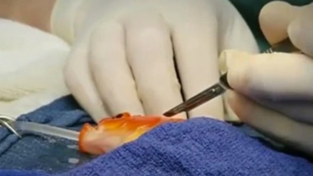 Ce poisson était atteint d'une tumeur au cerveau. Mais une incroyable opération a pu le sauver