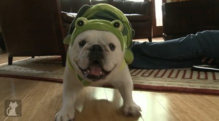 Ce chien change de personnalité lorsqu'il porte un costume de tortue. Un drôle d'alter ego !