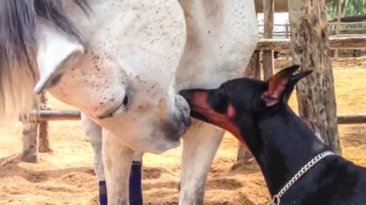 Ce chien et ce cheval font preuve d'une grande complicité. Une tendresse touchante