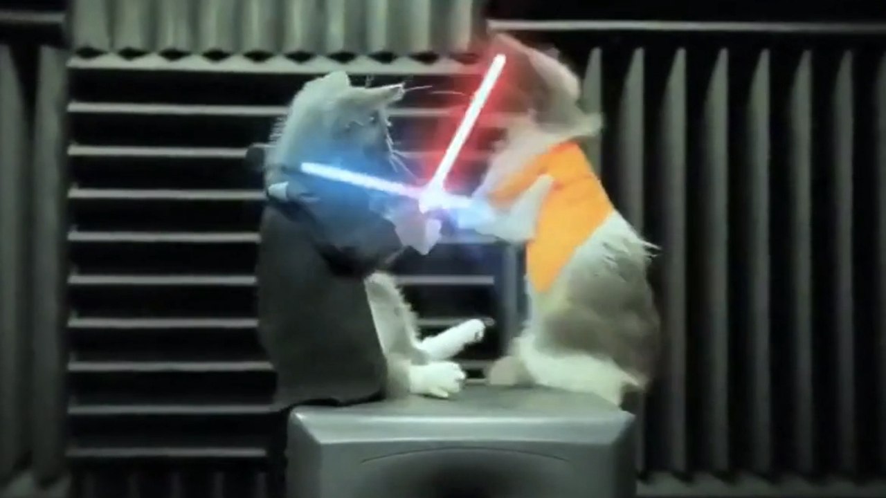 Voilà à quoi ressemblerait Star Wars avec des chatons. Vous allez craquer pour ces petites boules de poils !