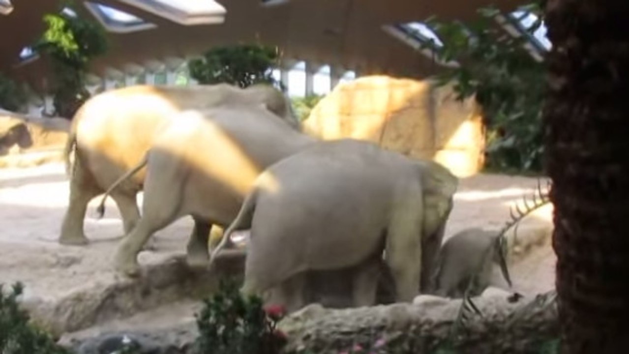 Deux éléphants aide un éléphanteau à traverser un obstacle. Une entraide adorable