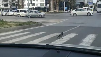 Yeşilde yaya geçidinden yürüyerek geçen karga şaşırttı