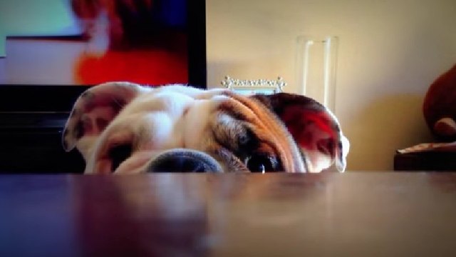 Ce chien veut jouer à cache-cache avec son maître. Mais il ne semble pas très doué