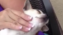 Ce chien adore les massages. Et quand on lui en fait un, sa réaction est à mourir de rire !