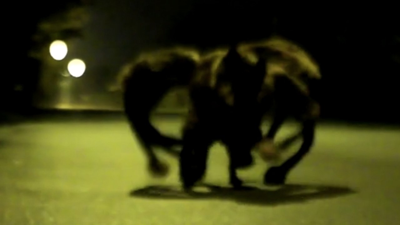 Ce chien déguisé en araignée mutante effraie les passants. Une caméra cachée terrifiante !