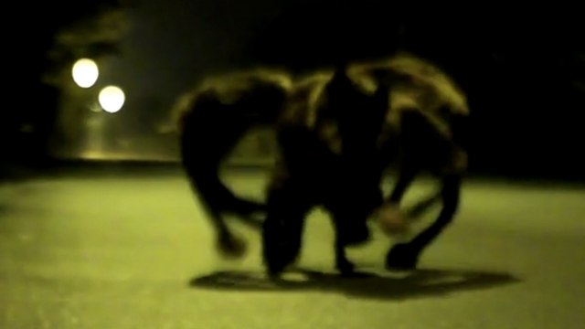 Ce chien déguisé en araignée mutante effraie les passants. Une caméra cachée terrifiante !