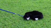 Ce chat refuse catégoriquement de se promener en laisse. Et il sait comment le faire comprendre à son maître