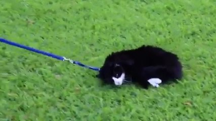 Ce chat refuse catégoriquement de se promener en laisse. Et il sait comment le faire comprendre à son maître