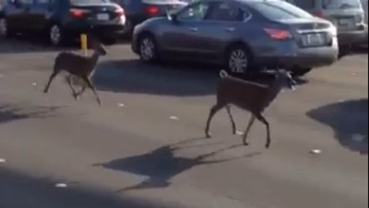 Deux biches se baladent tranquillement sur un pont à San Francisco. Des images hallucinantes !