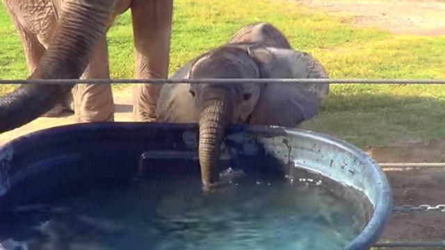Ce bébé éléphant s'amuse avec sa trompe. Pas de doute, il va vous faire craquer