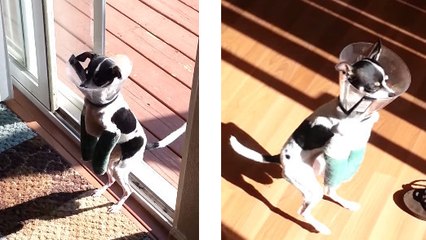 Ce chien a un problème aux pattes. Sa façon de marcher devient alors adorable