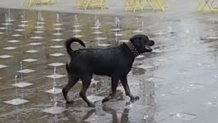 Ce chien s'amuse comme un petit fou dans une fontaine à eau. Un petit moment de bonheur !