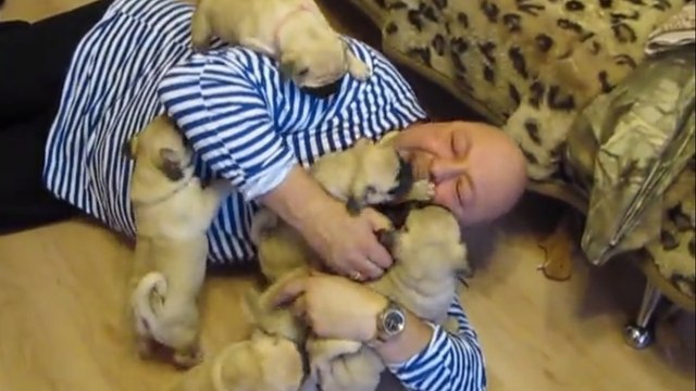 Tous les matins, ces bébés carlins ont un rituel pour dire bonjour à leur maître. Une vidéo craquante !