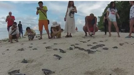 Ces bébés tortues rejoignent la mer. Une aventure pleine d'émotions !
