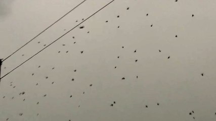 Que sont ces points noirs dans le ciel ? Vous ne le devinerez jamais !