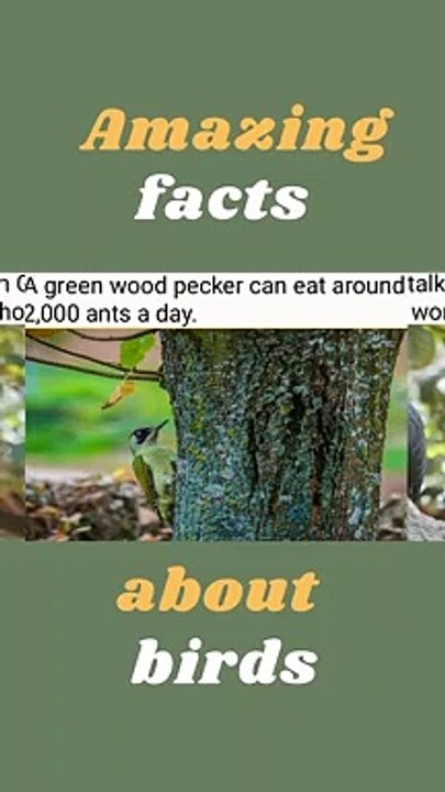 y2mate.com - Amazing Facts About Birds_1080p