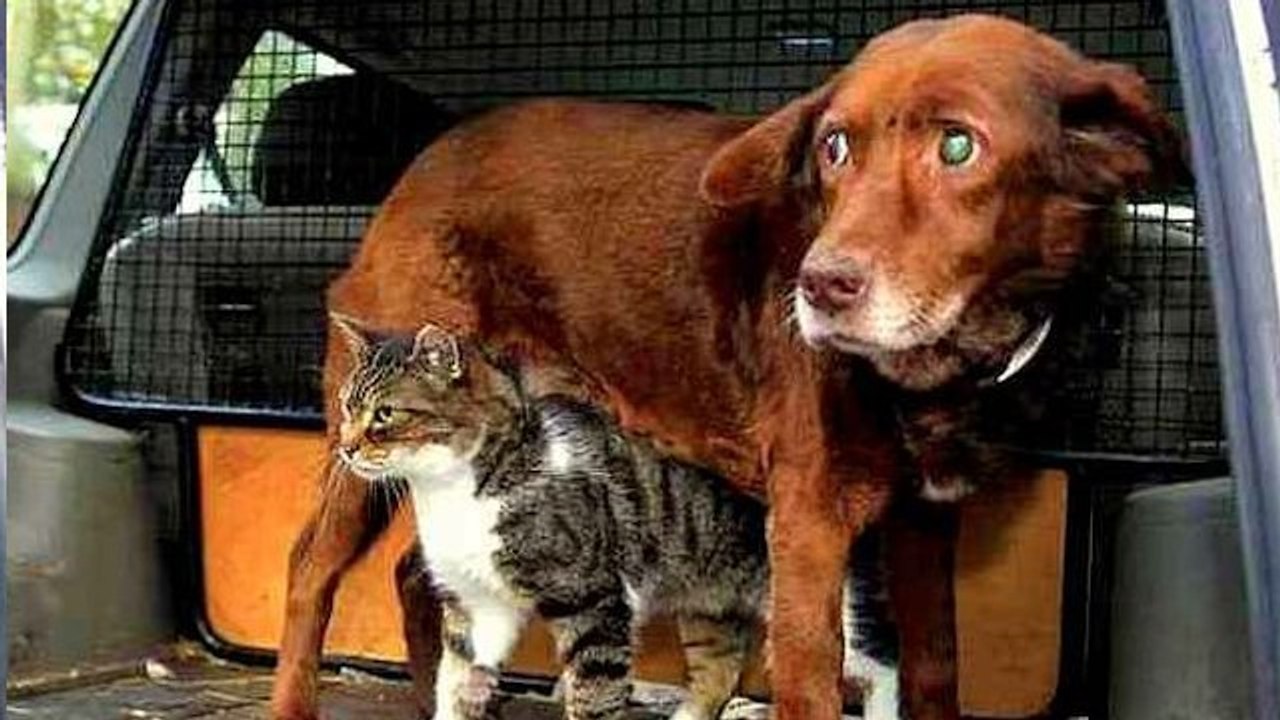 Regardez la magnifique amitié entre un chat des rues et un chien aveugle et sourd. Ils vont vous faire fondre