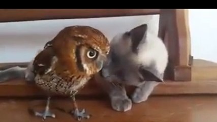 Cette chatte embête un hibou très docile. Leur complicité va vous faire craquer
