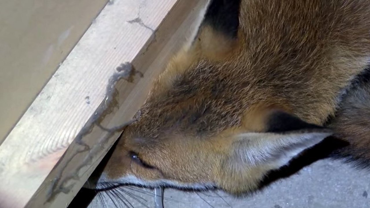 Ce renard a été sauvé. Mais vous ne devinerez jamais ce qui lui était arrivé