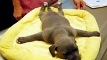 Ce chien paralysé et abandonné a été sauvé par des personnes au grand coeur. Une histoire bouleversante !