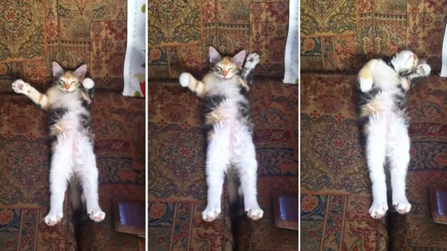 Le comportement de ce chat pendant sa sieste est hilarant. Mais que fait-il avec ses pattes ?
