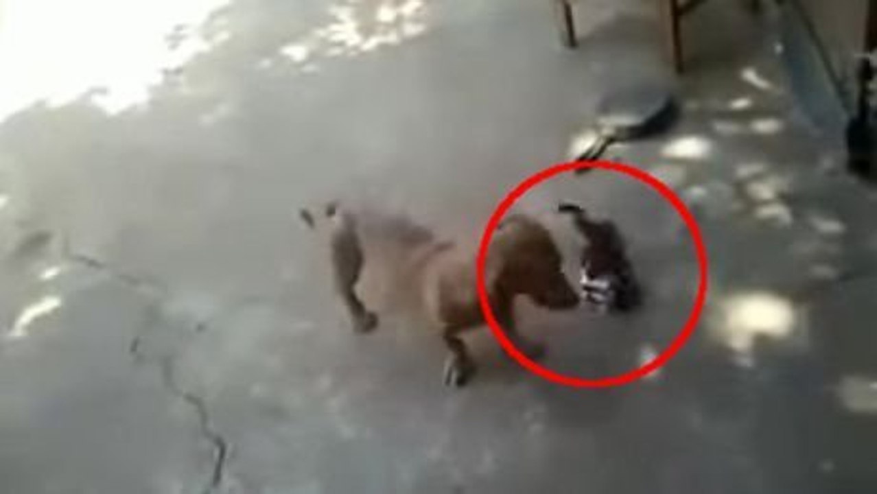 Désormais, ce chien sait qu'il ne faut jamais plus embêter ce chaton. Vous ne devinerez jamais ce qui lui est arrivé