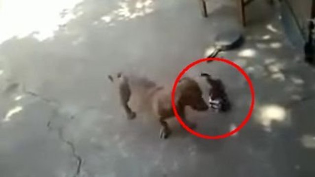 Désormais, ce chien sait qu'il ne faut jamais plus embêter ce chaton. Vous ne devinerez jamais ce qui lui est arrivé