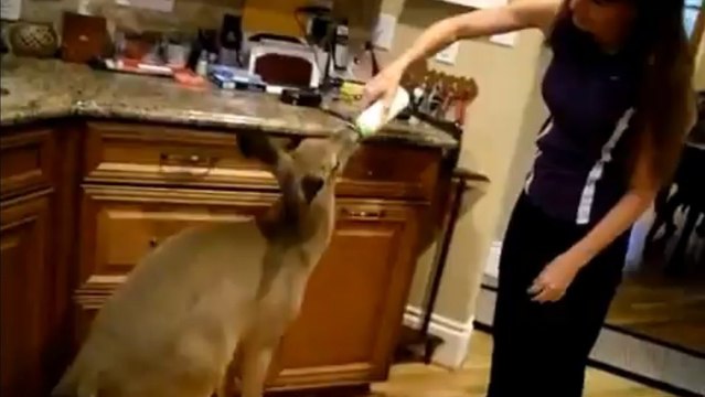 Une femme invite une biche à entrer chez elle. La suite va vous faire fondre