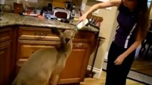 Une femme invite une biche à entrer chez elle. La suite va vous faire fondre