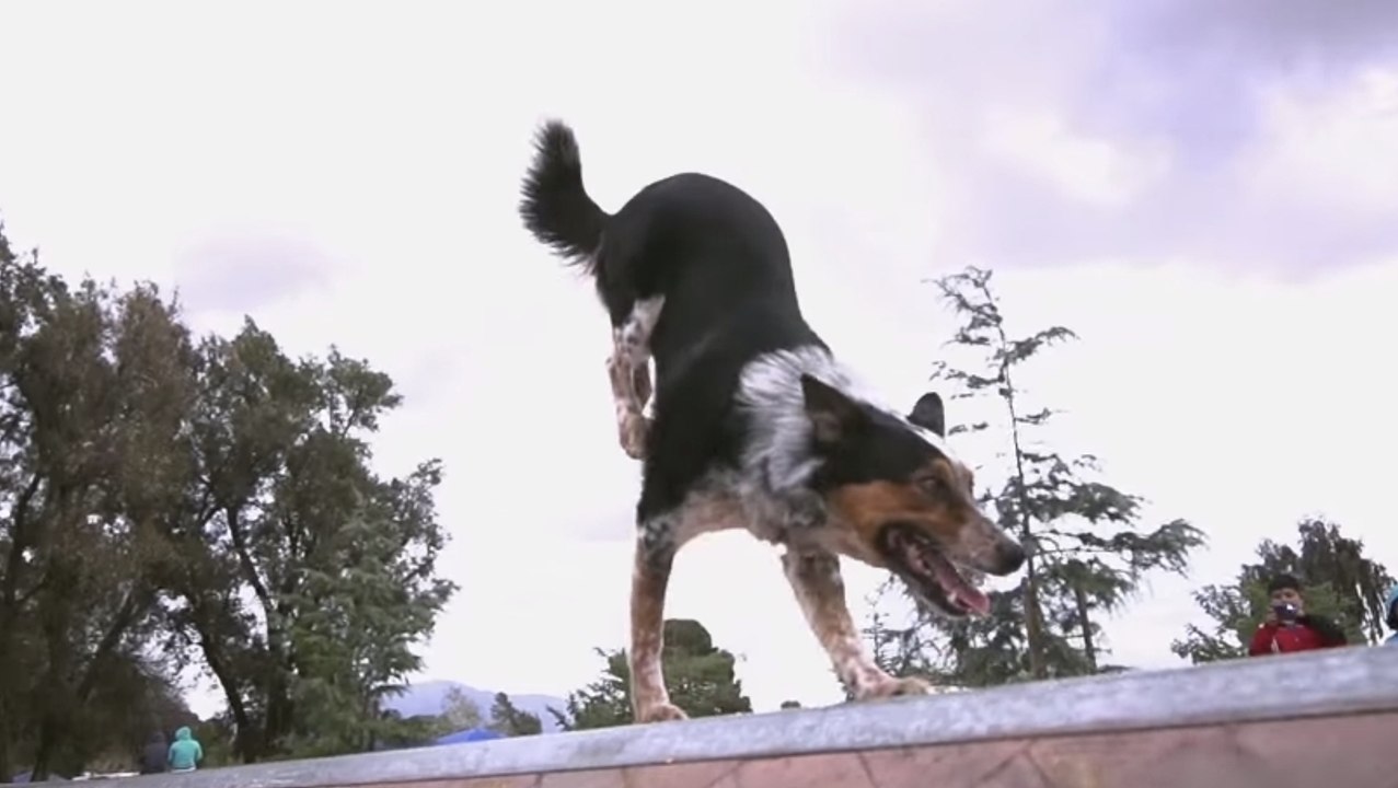 Ce chien est un vrai pro du parkour. Il va vous épater !