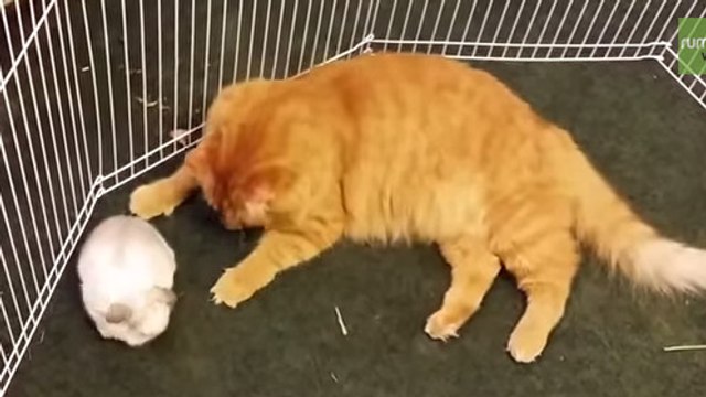 Ce chat s'occupe d'un lapin avec beaucoup de tendresse. Une incroyable amitié !