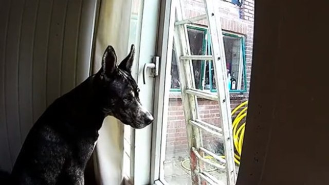 Ce chien parvient à s'échapper de la maison... Mais quel est son secret ?
