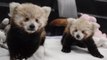 Ces deux bébés panda roux sont excessivement mignons. Ils vont forcément vous faire fondre