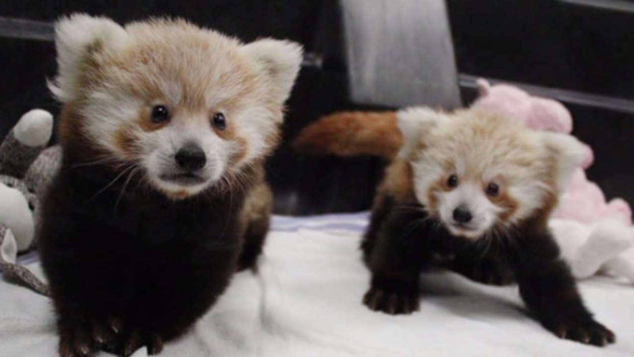 Ces deux bébés panda roux sont excessivement mignons. Ils vont forcément vous faire fondre