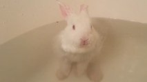 Ce bébé lapin prend le tout premier bain de sa vie. Une scène trop craquante !