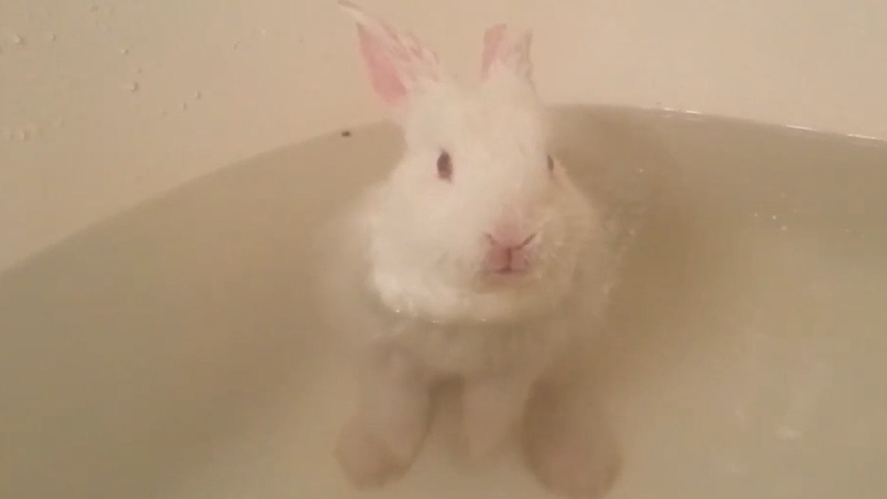 Ce bébé lapin prend le tout premier bain de sa vie. Une scène trop craquante !